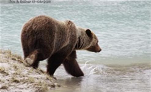 Bear Corner Adventures Bed & Bale Otel Golden Dış mekan fotoğraf