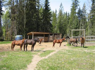 Bear Corner Adventures Bed & Bale Otel Golden Dış mekan fotoğraf